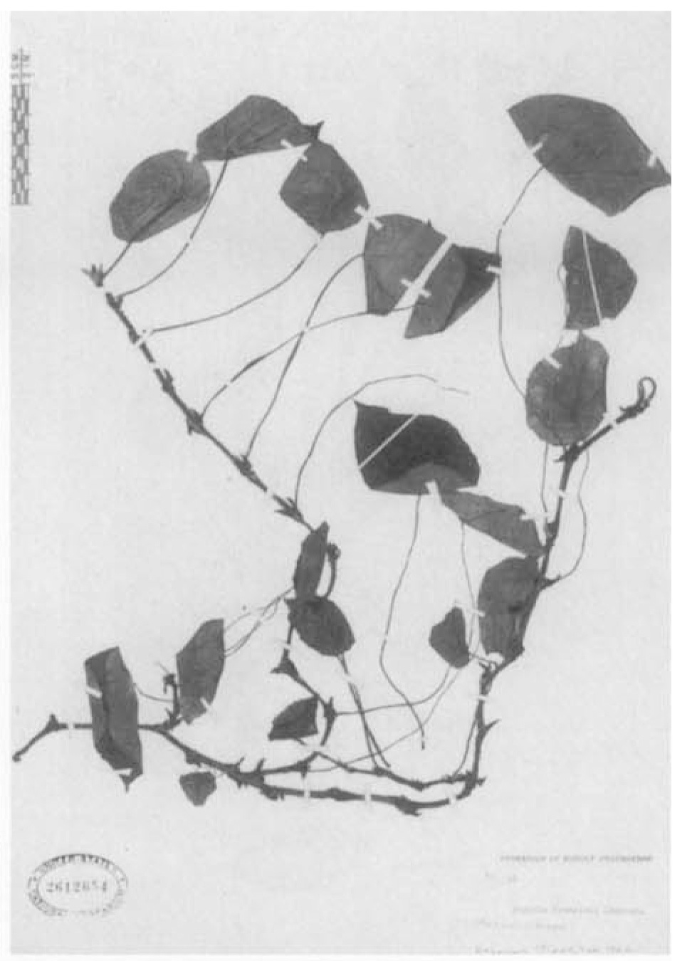 B. francisiae